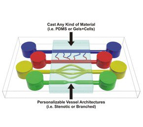 Truly 3D Organs-on-Chips